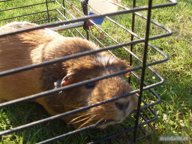 Marsvin stjerneskud billede 8