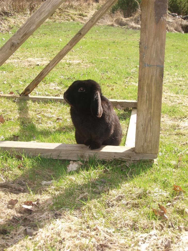 Kanin Polét billede 3