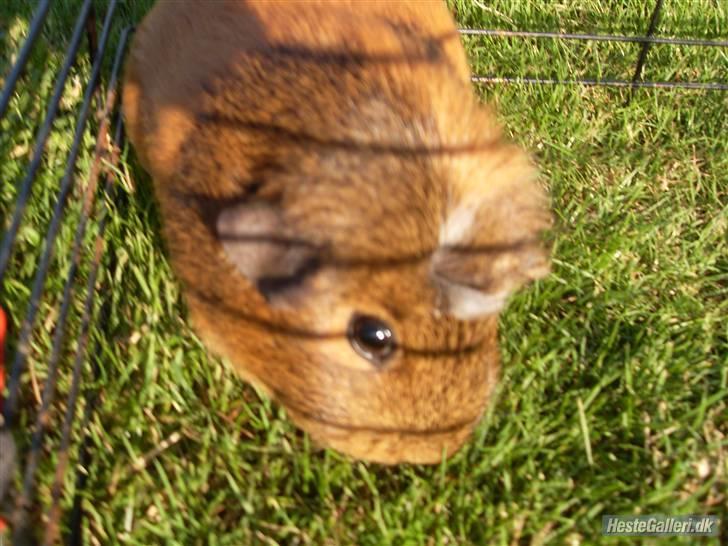 Marsvin stjerneskud billede 10