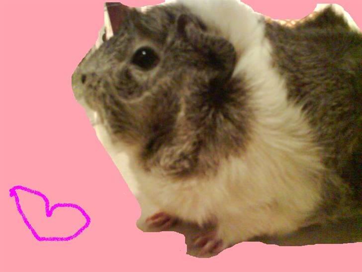 Marsvin | Rousette <3 :-* | R.I.P - 1) Velkommen :) - Lavet i paint for et par år siden ;) <3 billede 1