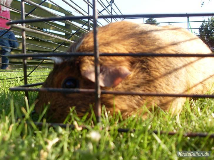 Marsvin stjerneskud billede 11