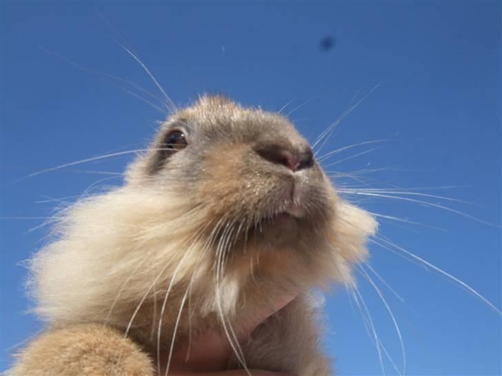 Kanin Cirkeline | PB - Tidl. kanin. billede 4