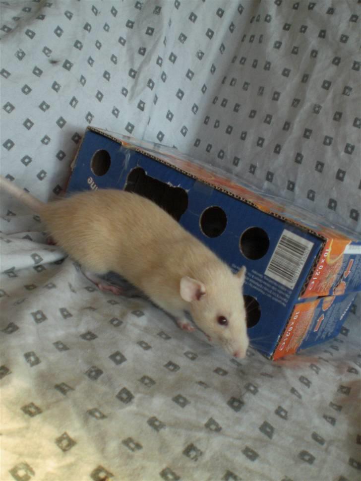 Tamrotte Safia RIP - 31/5-10 billede 1