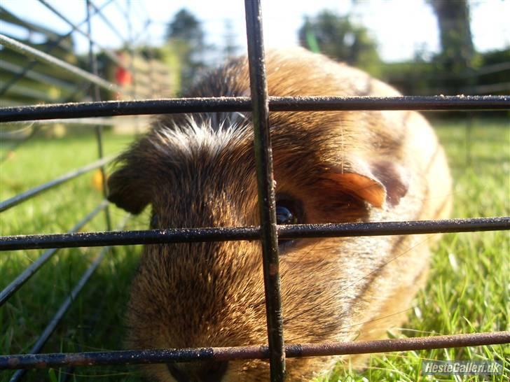 Marsvin stjerneskud billede 12