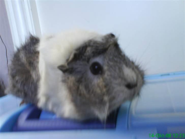 Marsvin | Rousette <3 :-* | R.I.P - 2) Nurh :D - Model ;) billede 2