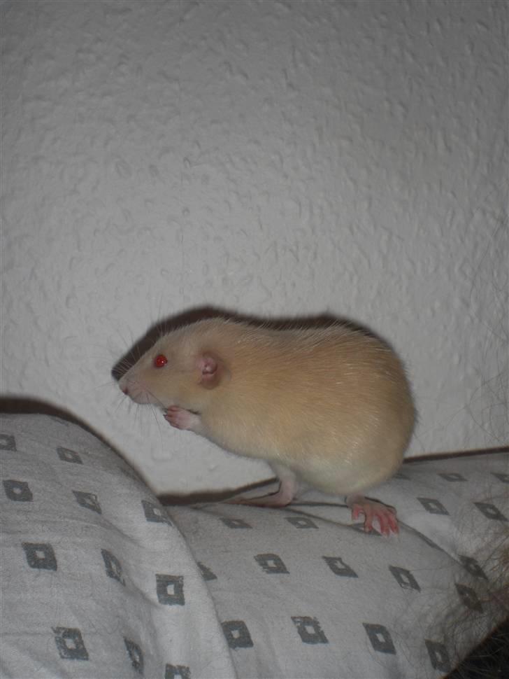 Tamrotte Safia RIP - 16/2-10 billede 2