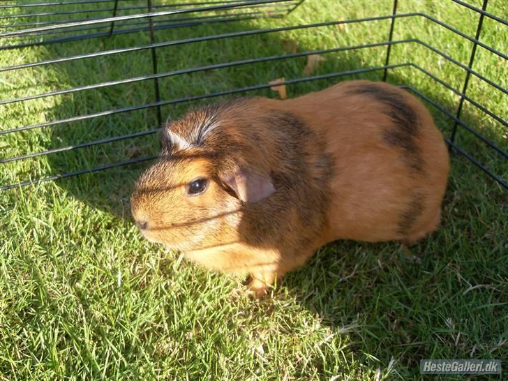 Marsvin stjerneskud billede 15