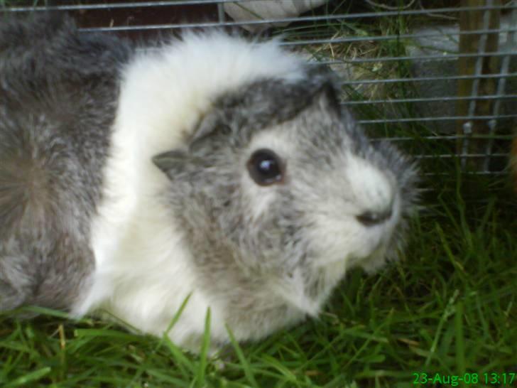 Marsvin | Rousette <3 :-* | R.I.P - 3) Sommer :-* Elsk på det (; <3 billede 3