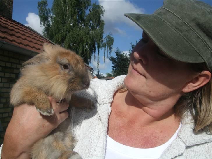 Kanin Cirkeline | PB - Tidl. kanin. billede 5