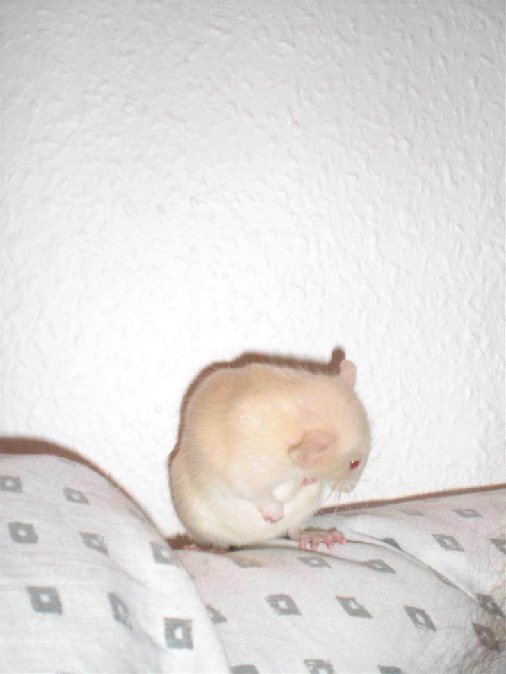 Tamrotte Safia RIP - 16/2-10 billede 3