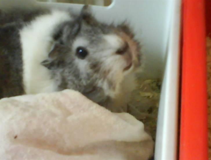 Marsvin | Rousette <3 :-* | R.I.P - 4) Min bette puller´marsvin (: <3 billede 4