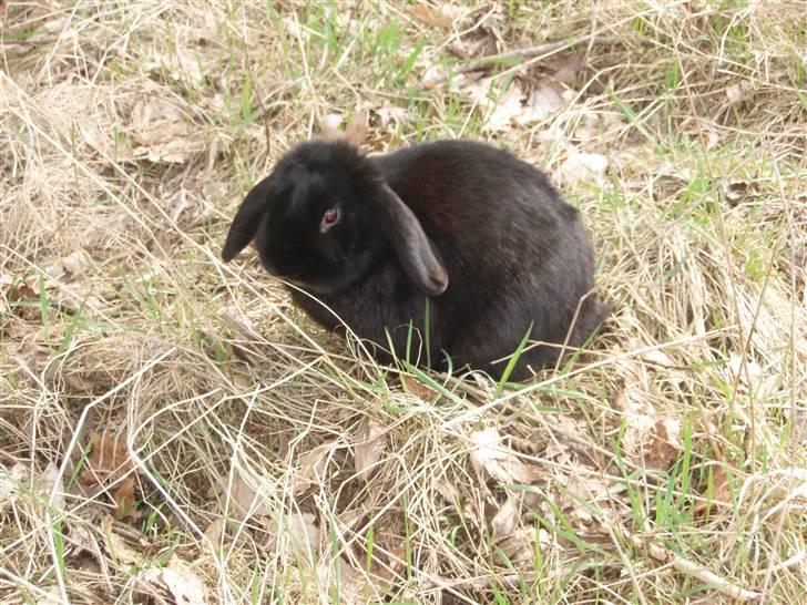 Kanin Polét billede 4