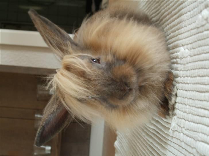 Kanin Cirkeline | PB - Tidl. kanin. billede 6