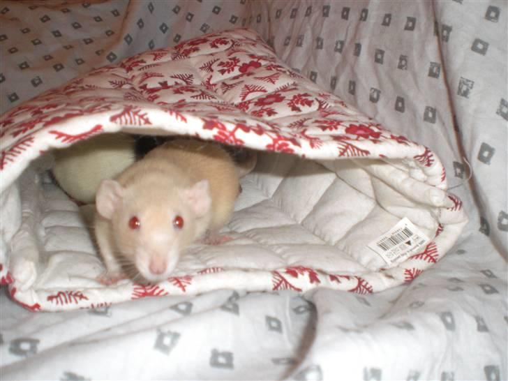 Tamrotte Safia RIP - 23/3-10 billede 4