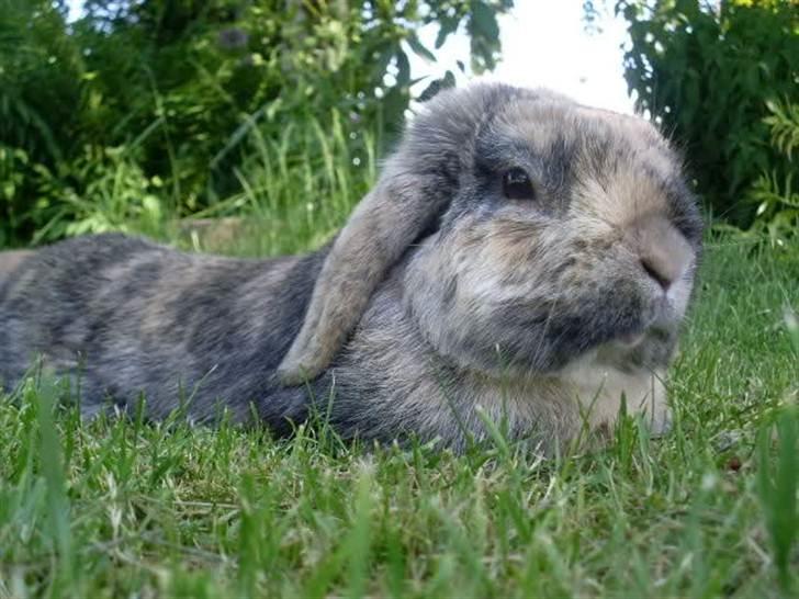 Kanin Speedy - In loving memory. - Velkommen til min profil :) billede 4