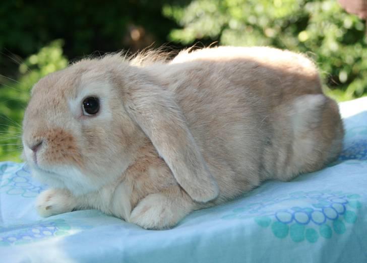 Kanin Fluffy RIP billede 8