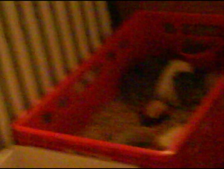 Marsvin | Rousette <3 :-* | R.I.P - 5) Lidt mørkt! ;* <3 billede 5