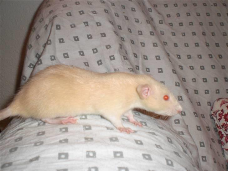 Tamrotte Safia RIP - 23/3-10 billede 5