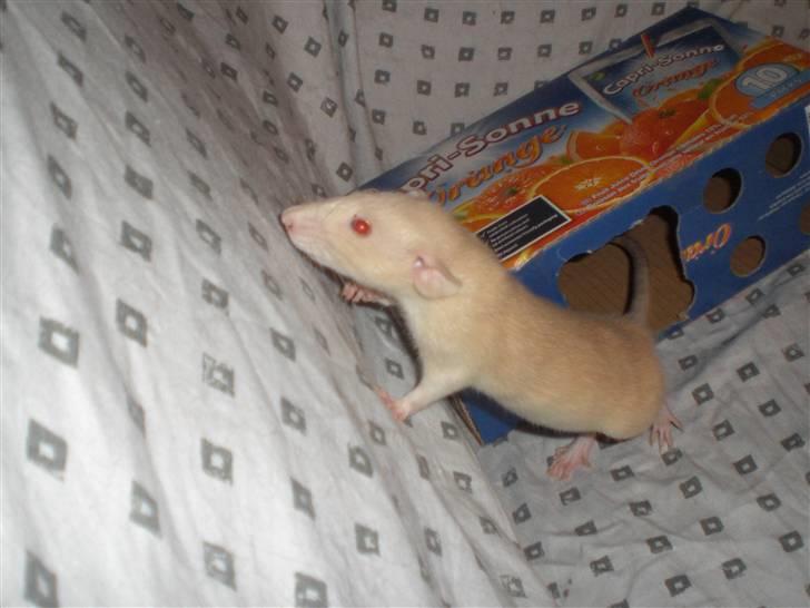 Tamrotte Safia RIP - 23/3-10 billede 6