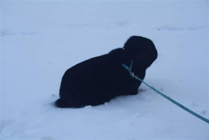 Kanin Polét billede 5