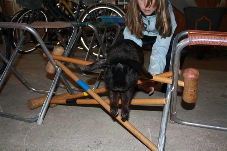 Kanin Polét - spring d. 13 maj 2010 billede 6