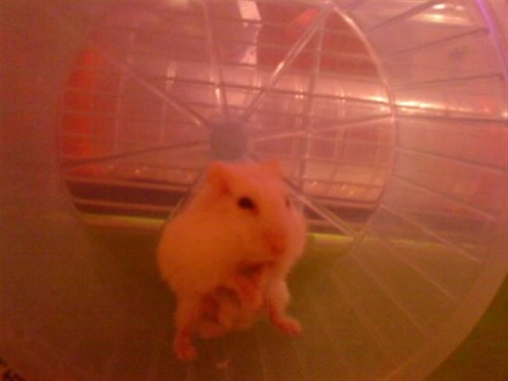 Dværghamster Pjulle billede 1