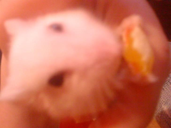 Dværghamster Pjulle billede 2