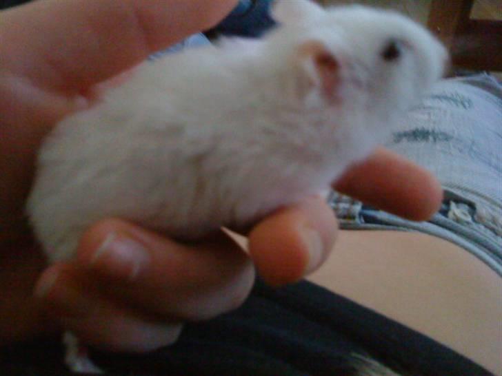 Dværghamster Pjulle billede 3