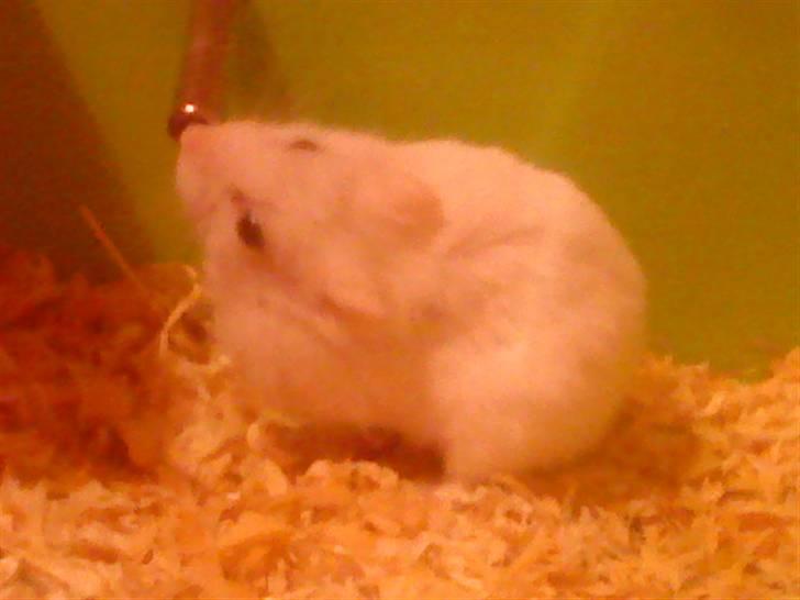 Dværghamster Pjulle billede 4