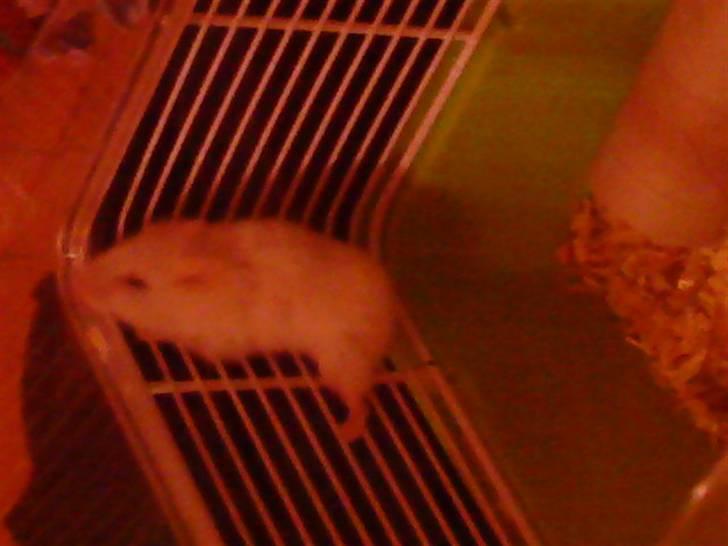 Dværghamster Pjulle billede 5