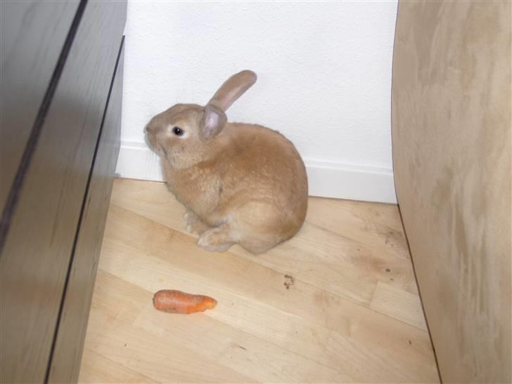 Kanin plys - jeg er glad for min gulerod billede 2