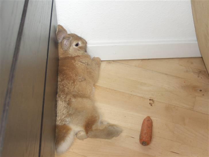 Kanin plys - jeg er træt billede 3