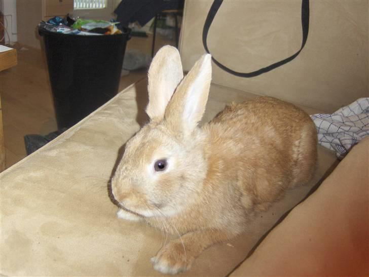 Kanin plys - hej billede 4