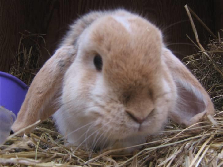 Kanin Makayas prinsesse  billede 2