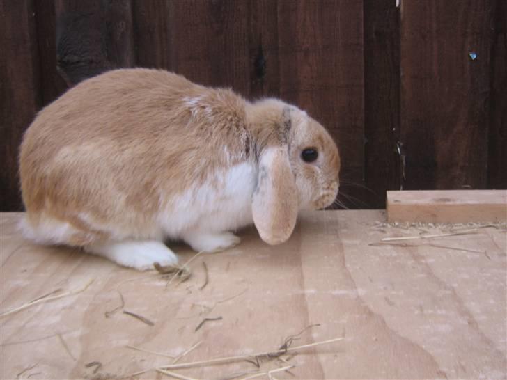 Kanin Makayas prinsesse  billede 3