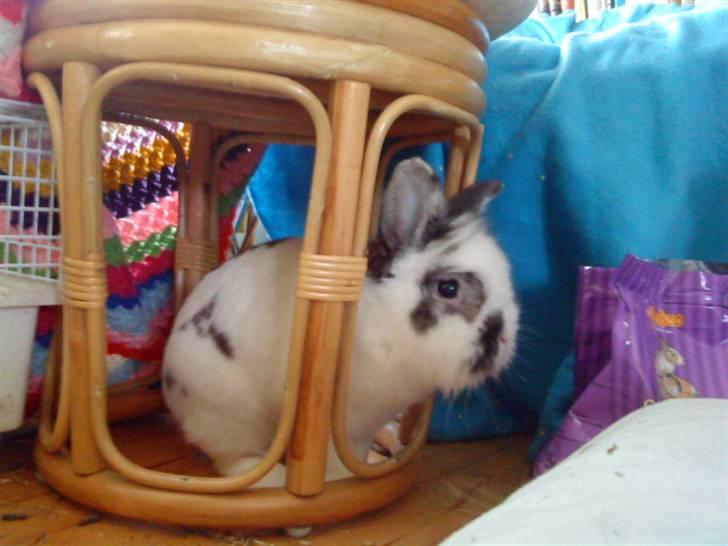 Kanin Stampe - Stampe :) (Foto: Mig) billede 4