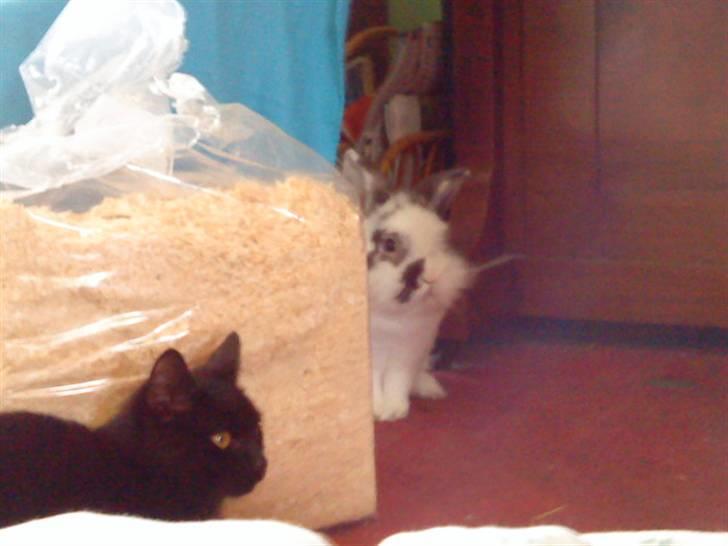 Kanin Stampe - Gemmeleg med katten! (Foto: Mig) billede 5