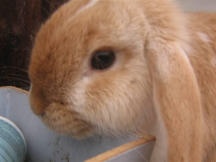 Kanin Makayas prinsesse  billede 4