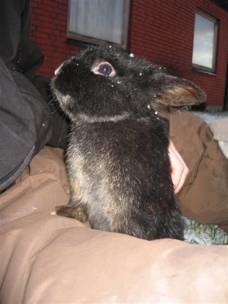 Kanin Snip - I sneen for første og sidste gang <3 billede 1