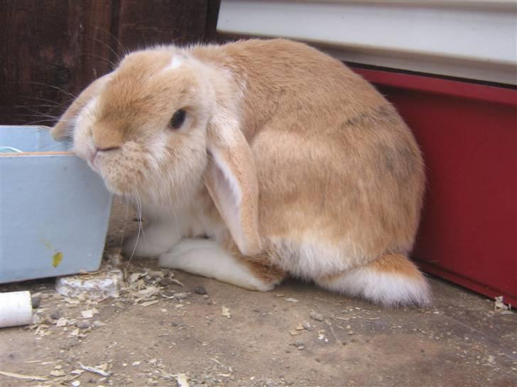 Kanin Makayas prinsesse  billede 5