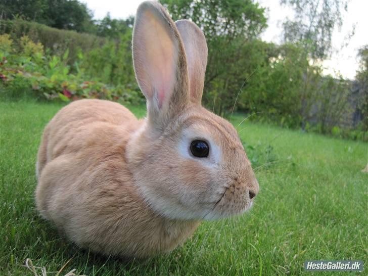 Kanin plys - er jeg ikke smuk billede 5