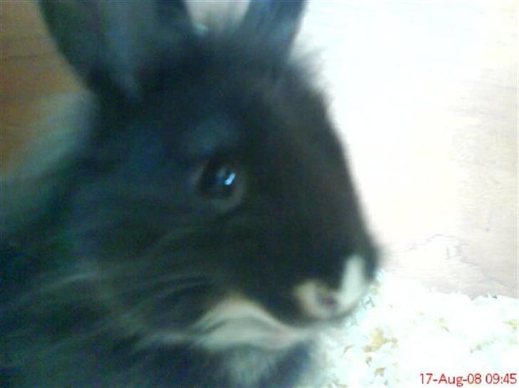 Kanin Snip billede 2