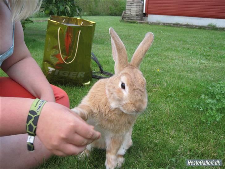 Kanin plys - trick billede 6