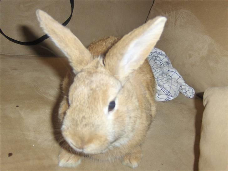 Kanin plys - hej billede 8