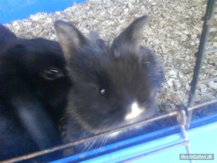 Kanin Snip - Som unge <3 billede 3