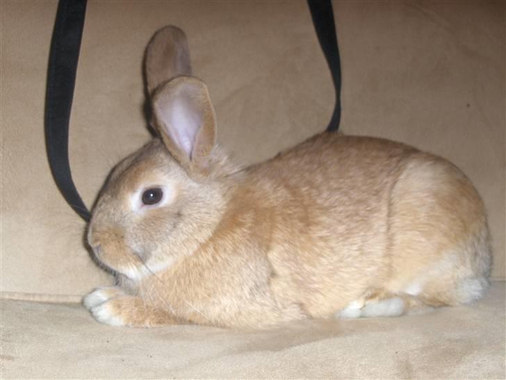 Kanin plys - hejsa billede 9