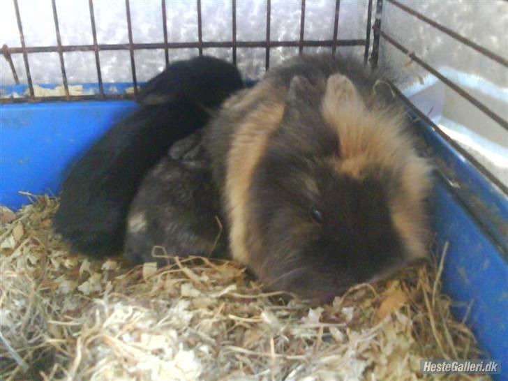 Kanin Snip - Blir passet godt på, af hendes storesøster Nusser :´) billede 4