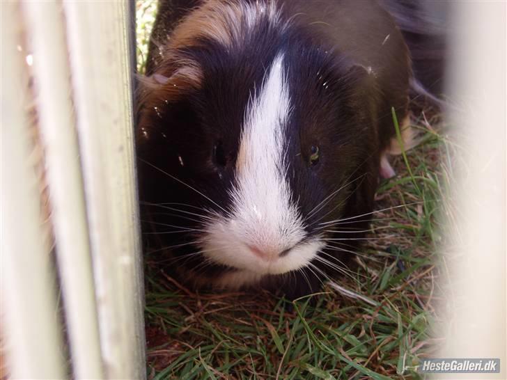 Marsvin Holger billede 7