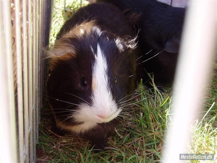 Marsvin Holger billede 8