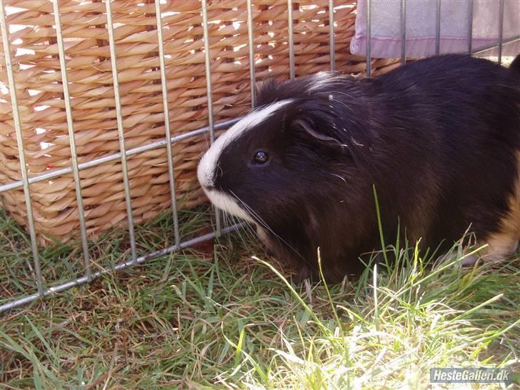 Marsvin Holger billede 9